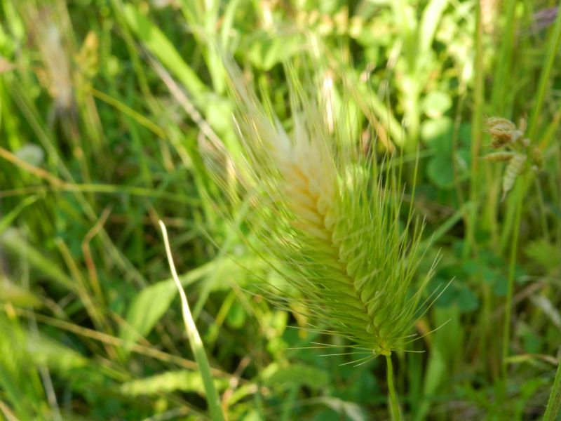 Dasypyrum villosum + Hordeum sp., Poaceae